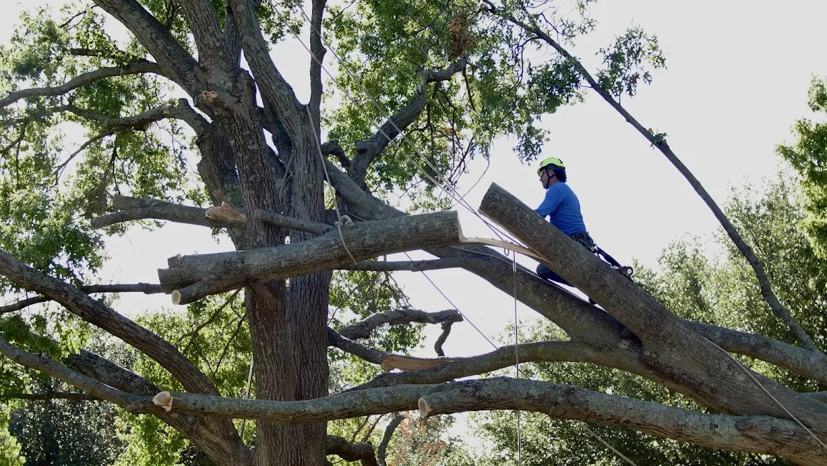 Professional Crown Thinning performed by certified arborists in Doty