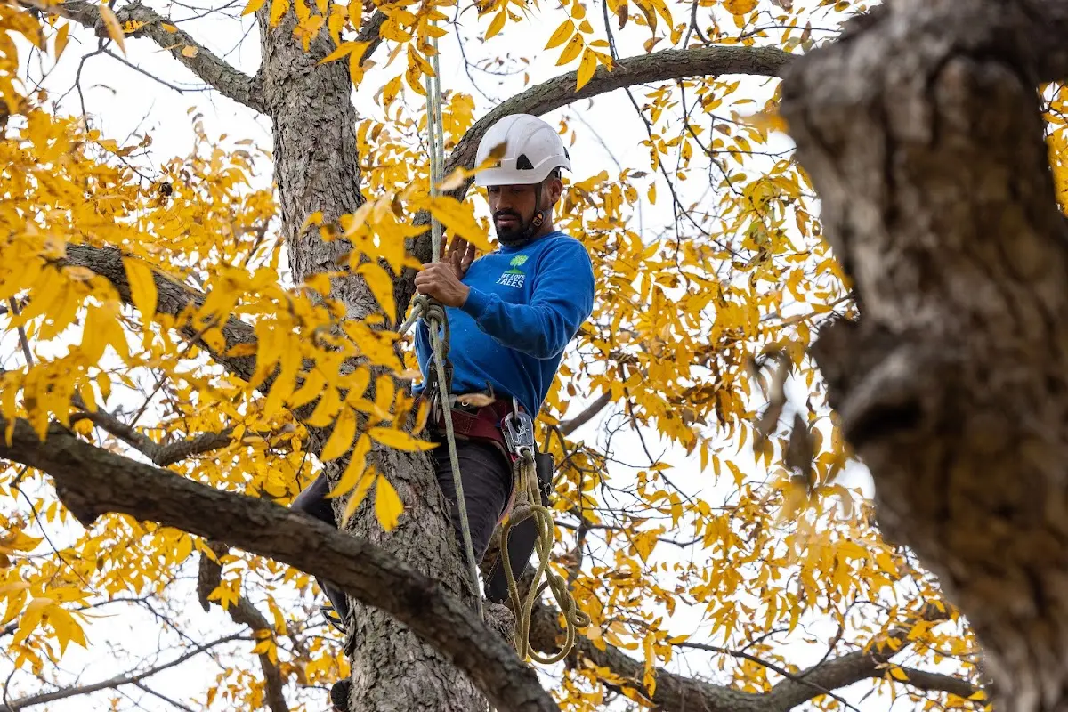 Skilled Tree Trimming crew working in Doty