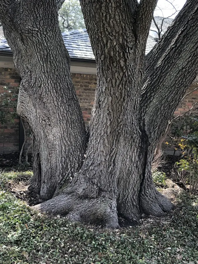 Mature heritage tree close to a Doty property cared for by certified arborists